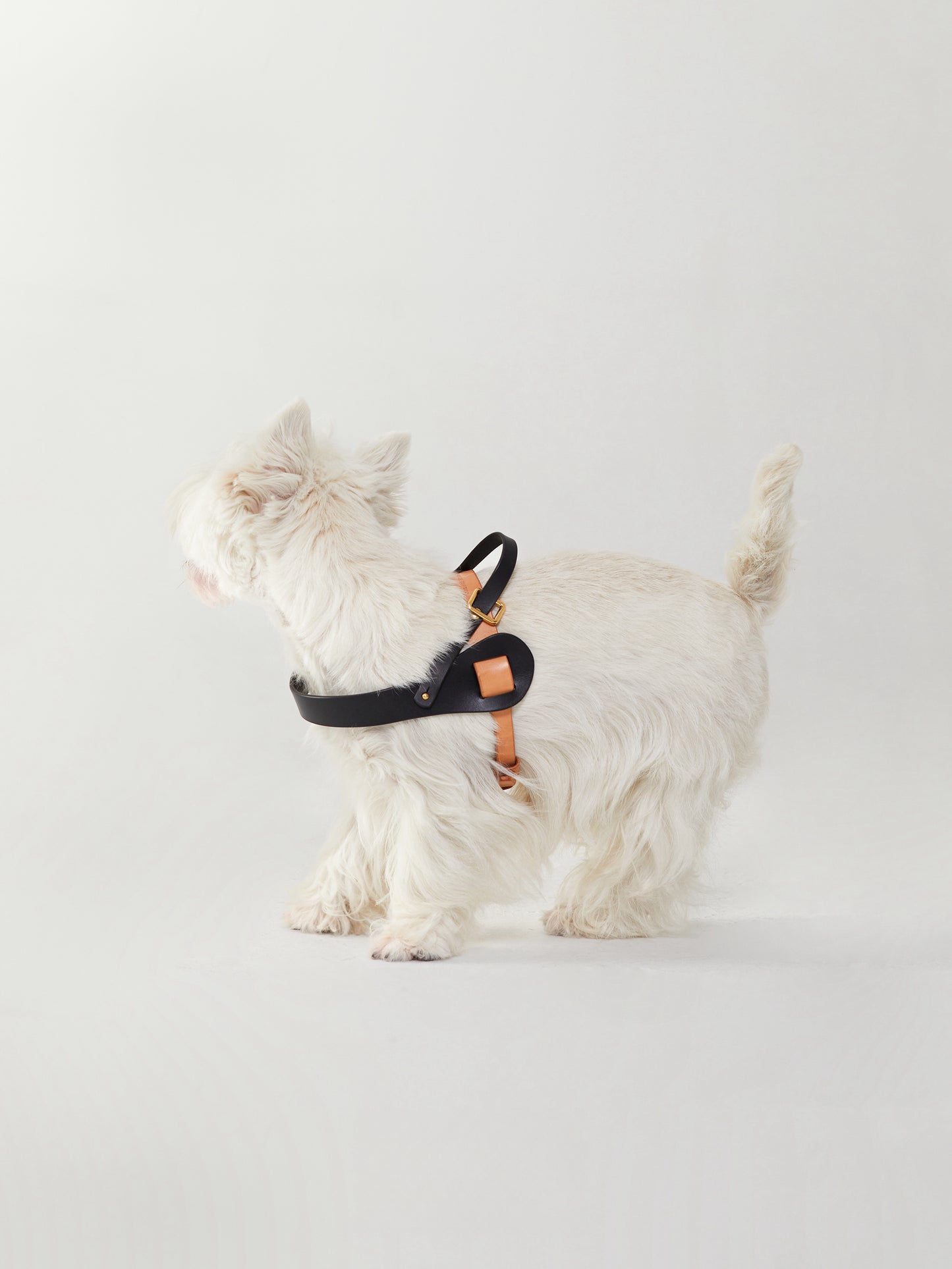 Luxury handmade dog harness in saddle leather, featuring a designer style for small to large dogs