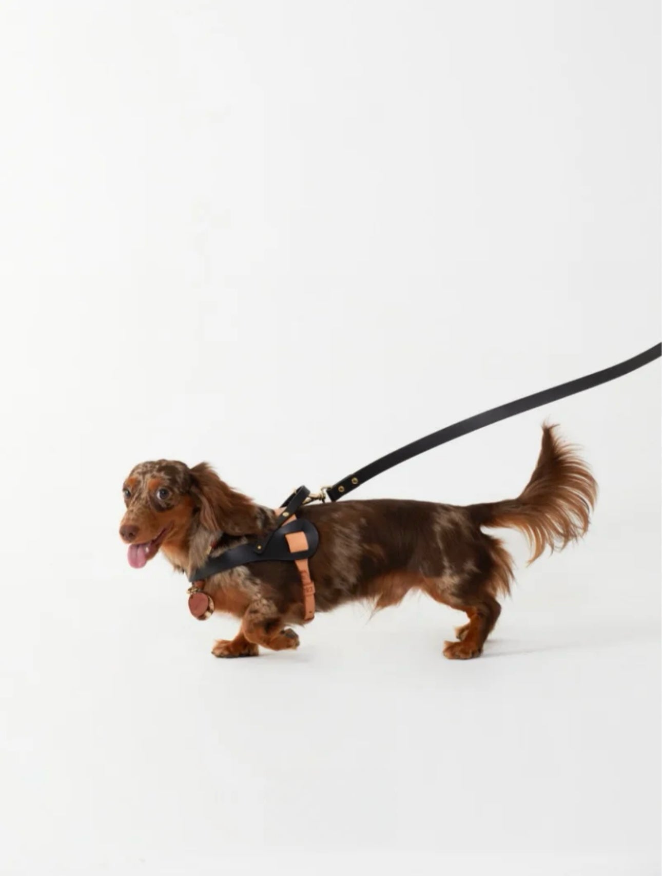 Luxury handmade dog harness in saddle leather, featuring a designer style for small to medium dogs