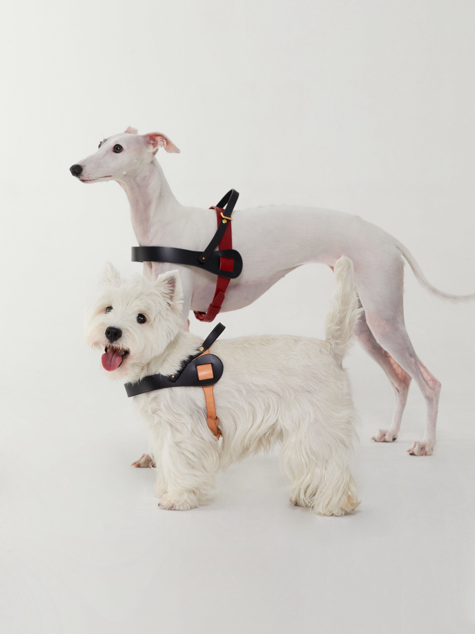 Luxury Fancy dog harness in saddle leather, featuring a designer style for small to large dogs