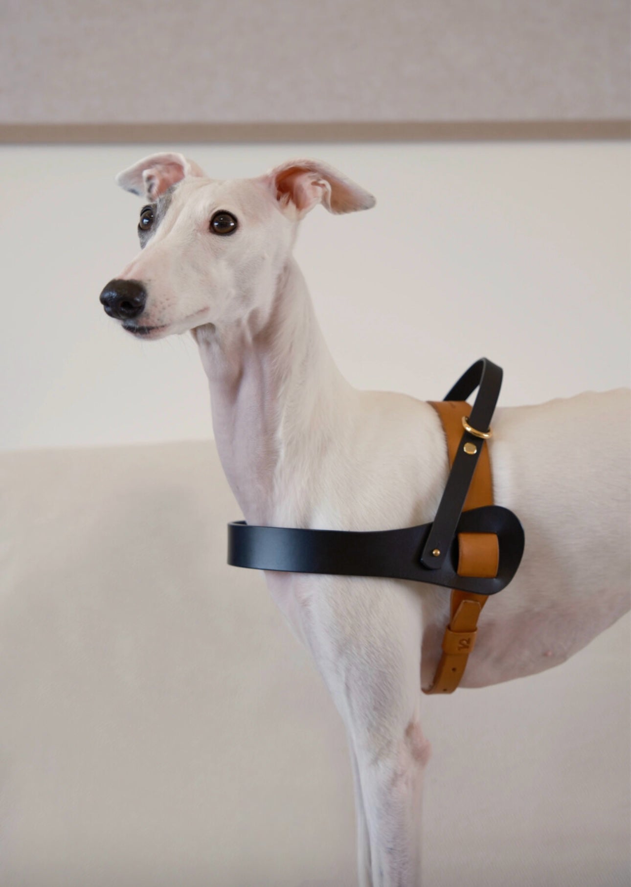 Luxury handmade dog harness in saddle leather, featuring a designer style for small to medium dogs