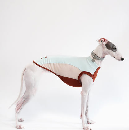 A sleek and stylish Whippet wearing a blush gray and sky blue taupe tank top, showcasing cute dog outfits for large and small dogs. This pet fashion piece highlights trendy and comfortable doggie clothes perfect for fashion-forward pets.