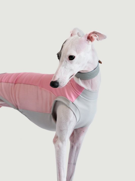 A sleek and stylish Whippet wearing a blush gray and sky blue taupe tank top, showcasing cute dog outfits for large and small dogs. This pet fashion piece highlights trendy and comfortable doggie clothes perfect for fashion-forward pets.